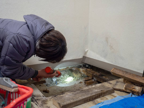 Mold Documentation for Insurance Claims in Torrington, WY